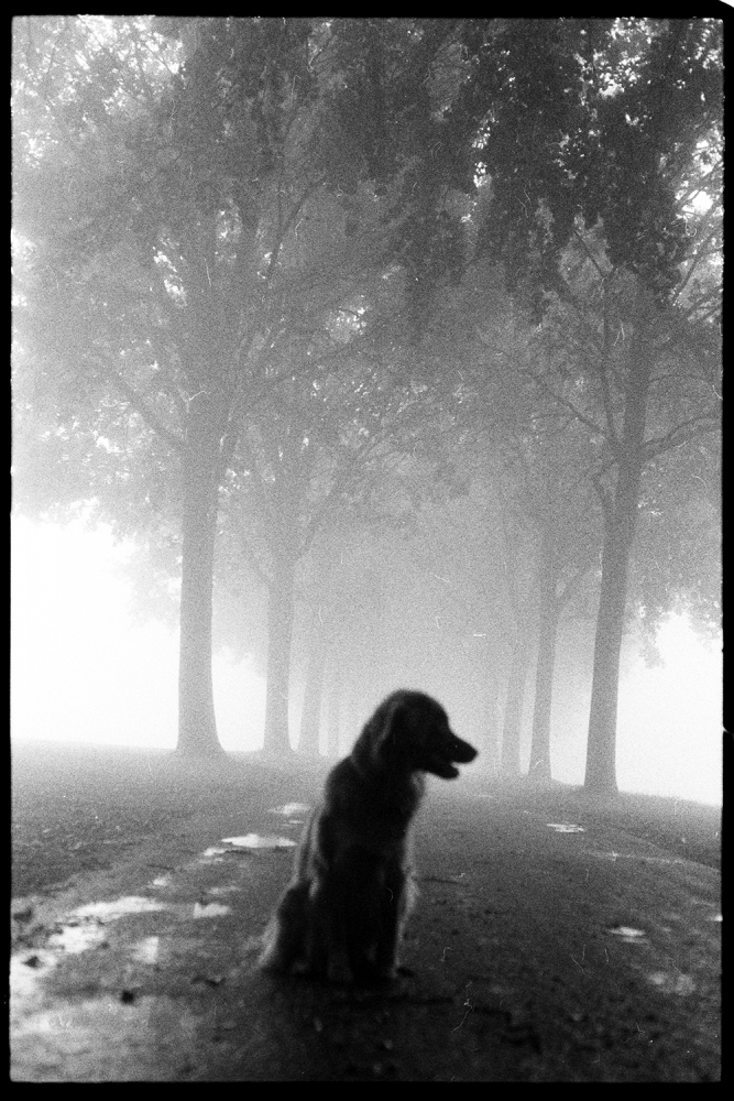 Tecklenburg Grafenstaße und Lütje - analog - NikonFE 50mm f1,8 - Fomapan400